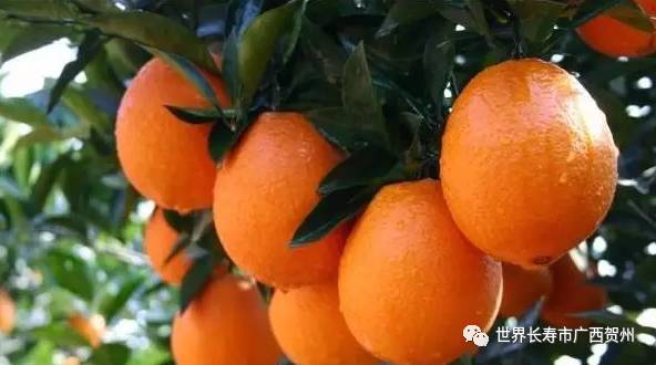 (彩虹橙子图片)神奇的彩虹橙心得：发现生活中的每一抹色彩